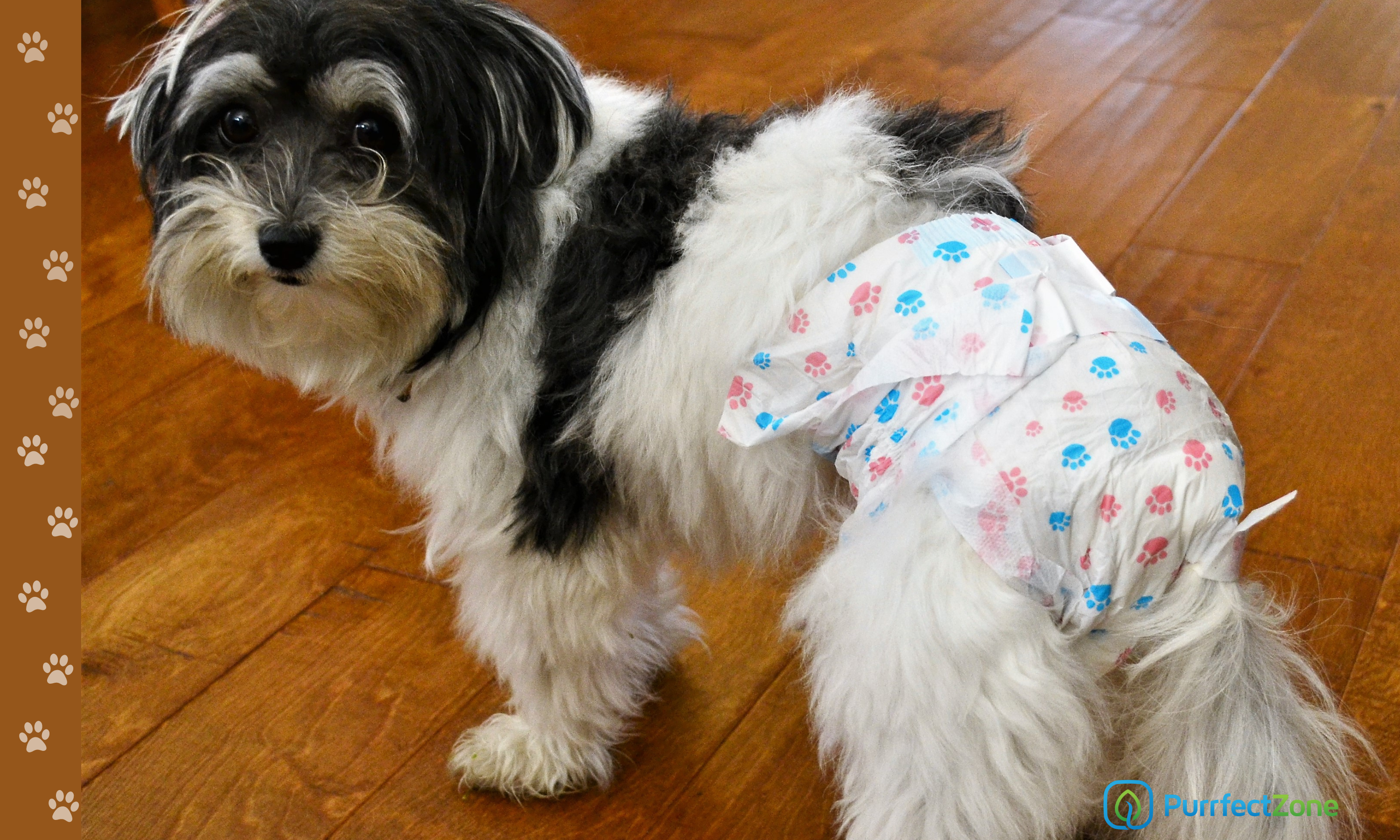 Dog Diapers for Bowel and Urinary Incontinence Purrfectzone
