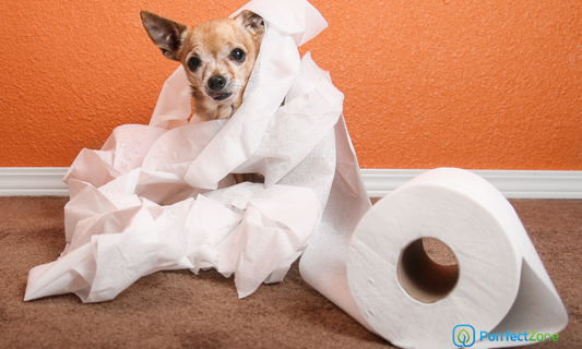 Problems with toilet paper
