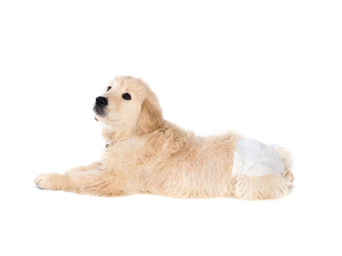 Dogs In Diapers (and How to Put Them On)