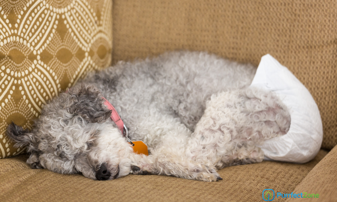 Do Doggie Diapers Work for Elderly Dogs?