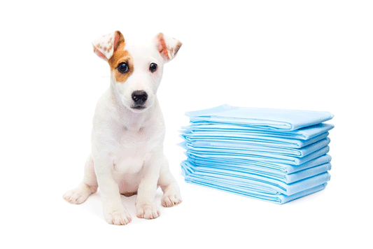 Evaluating the Benefits and Drawbacks of Dog Diapers